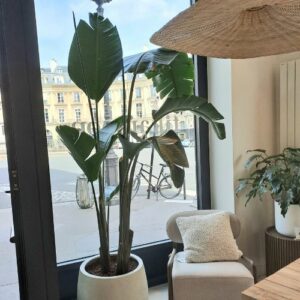 grande plante d'intérieur